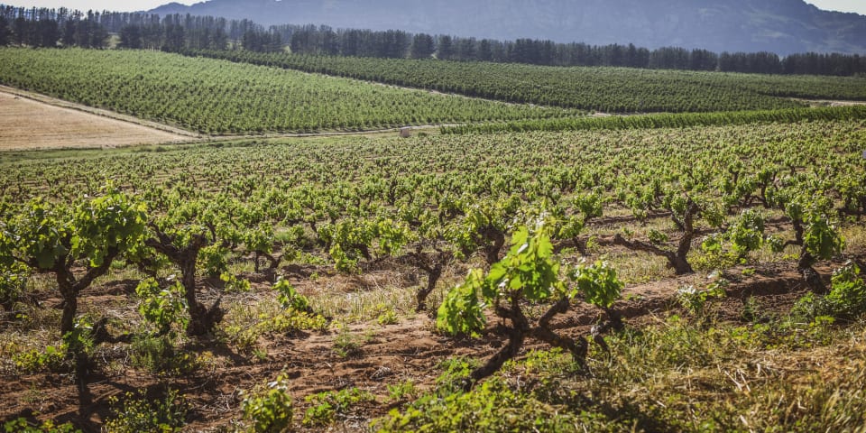 Piekenierskloof