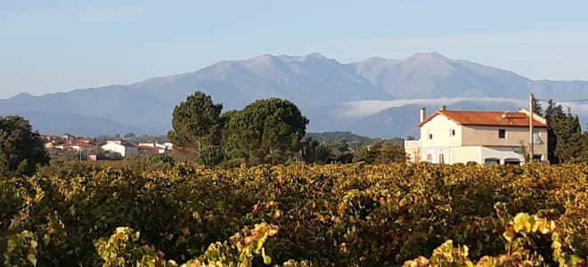 Le Vignoble du Monastir