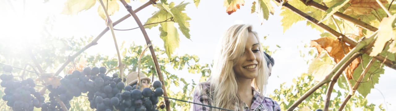 Wine-Plus Convention Refresh
