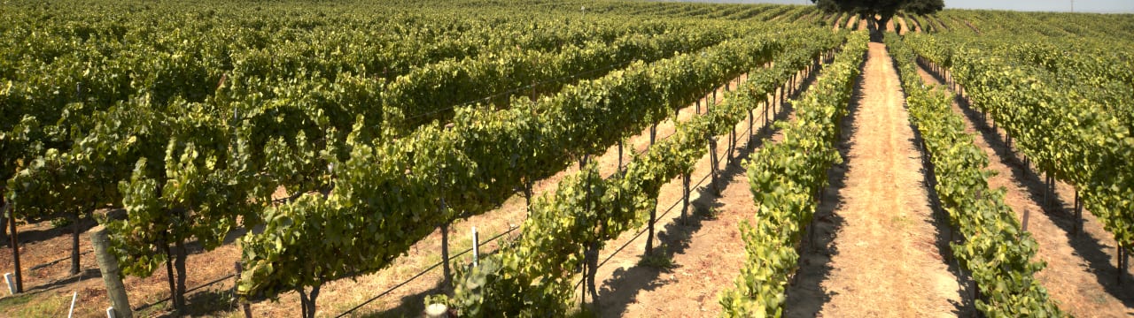 Castelnau Wine Agencies