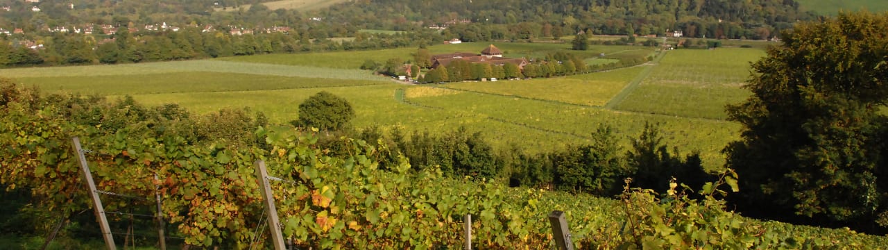 Denbies Wine Estate Ltd