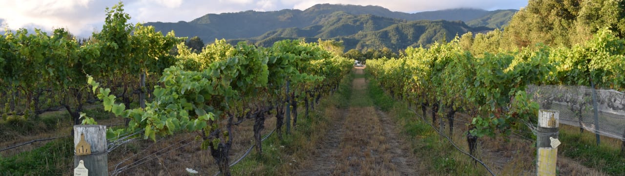 Huia Vineyards Ltd