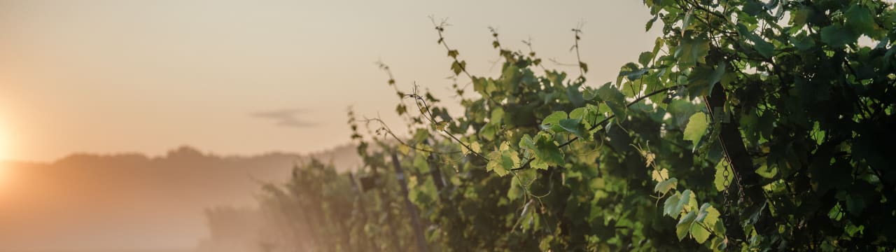 Gusbourne Estate Ltd