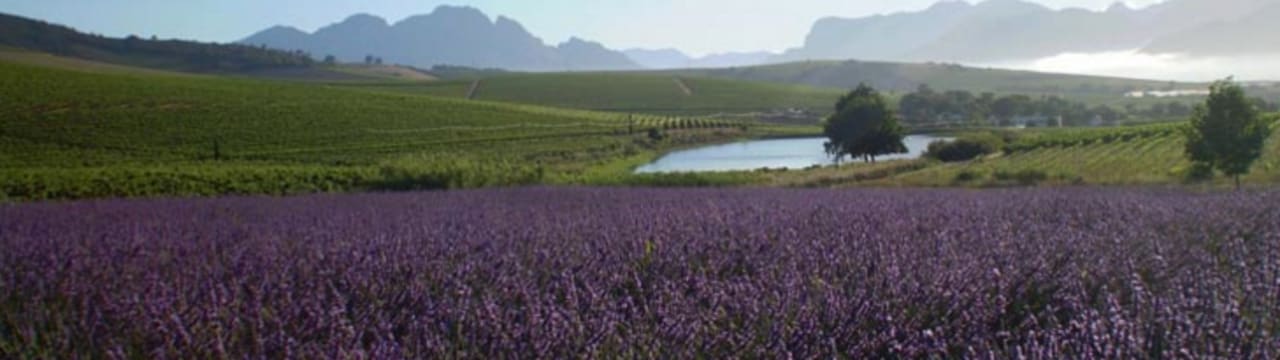 Super Single Vineyards
