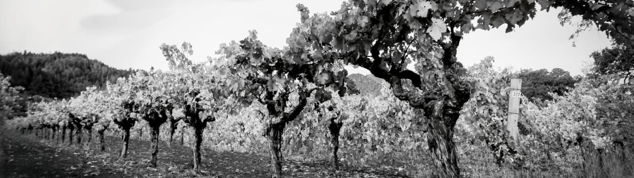 Noble Vines Collection