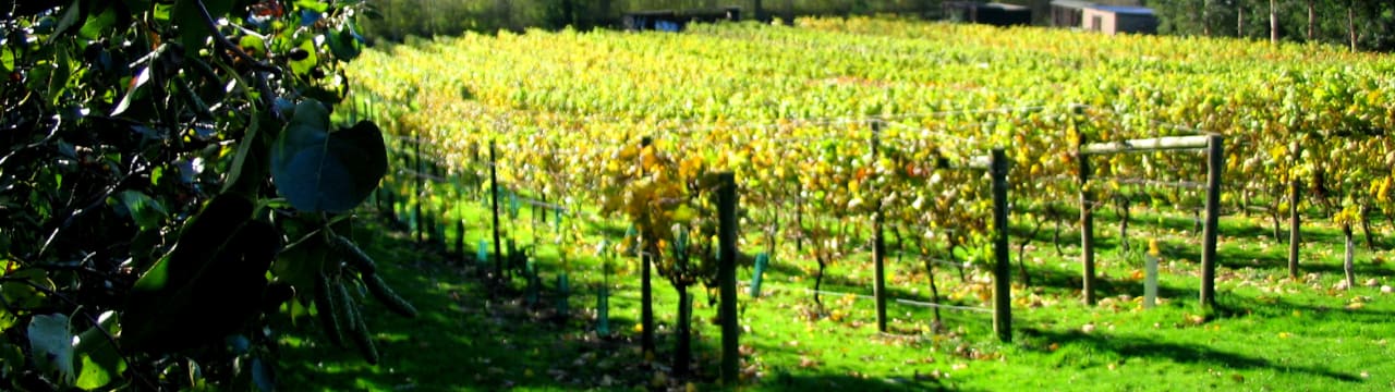 Welland Valley Vineyard