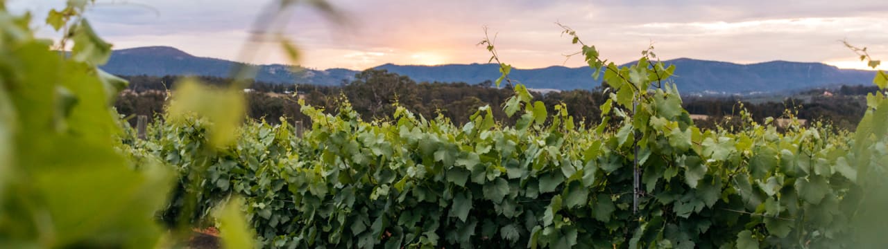 Australian Vintage Ltd