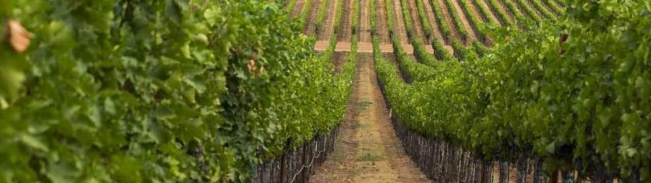 Apothic Wines Europe