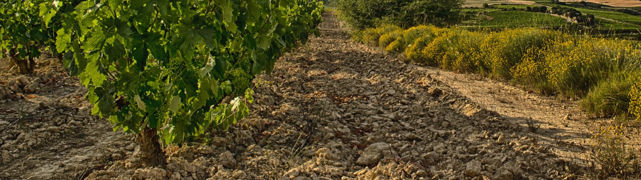 Grupo Bodegas Palacio 1894 S.A.