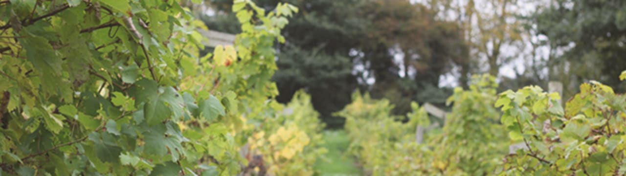 Compton Green Vineyard