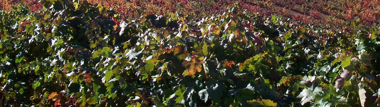 Bodegas Otero - España