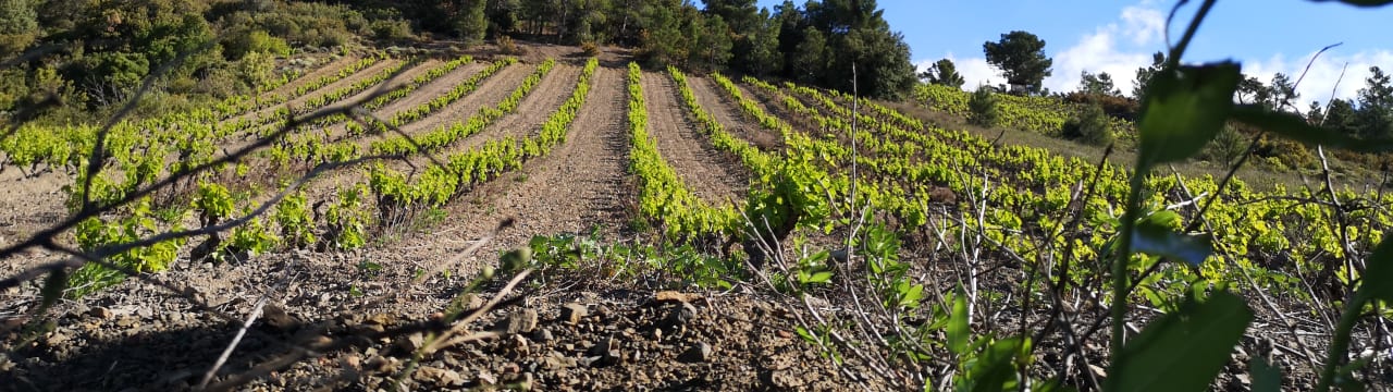Domaine de Vénus 