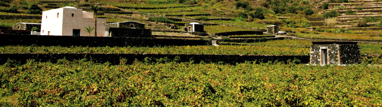 Donnafugata srl Societa Agricola