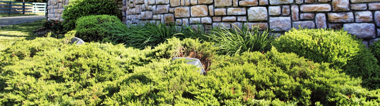 Sazerac T/A Hi-Spirits