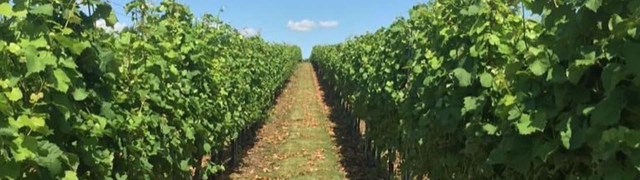 Tuffon Hall Vineyard