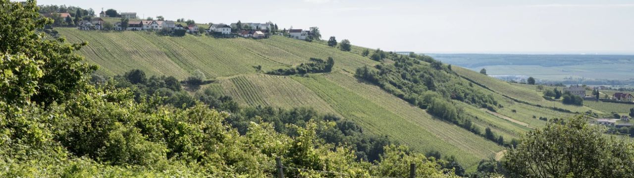 Groszer Wein