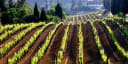 Tsantali Winery