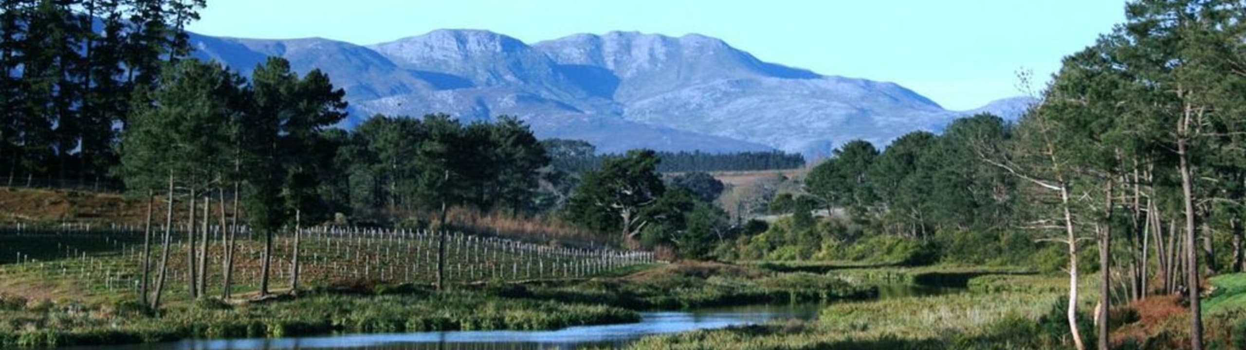 Shannon Vineyards