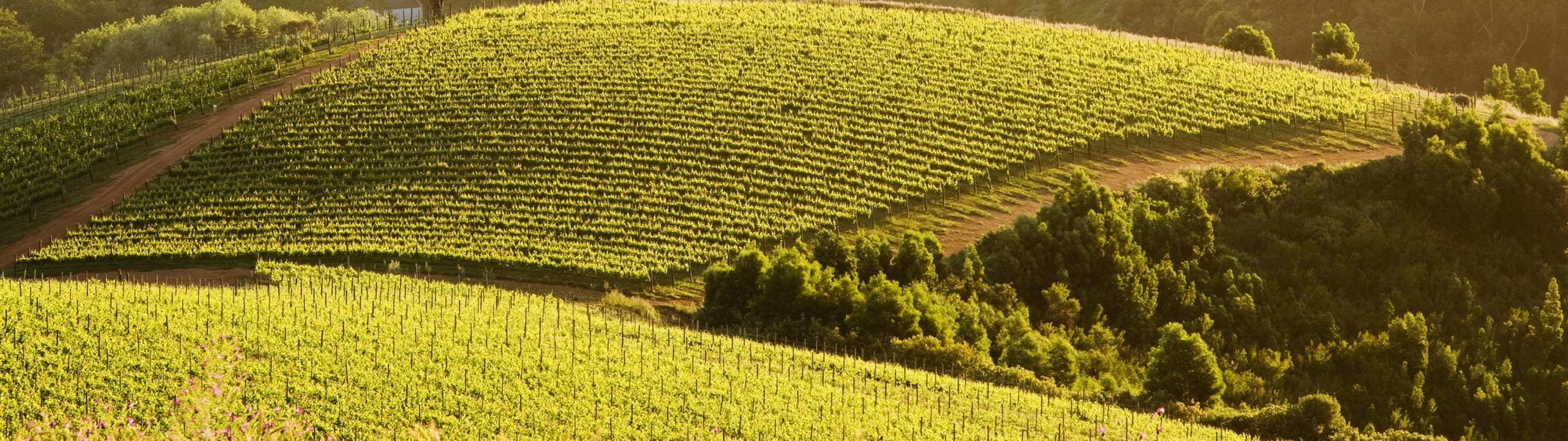 Rustenberg Wines