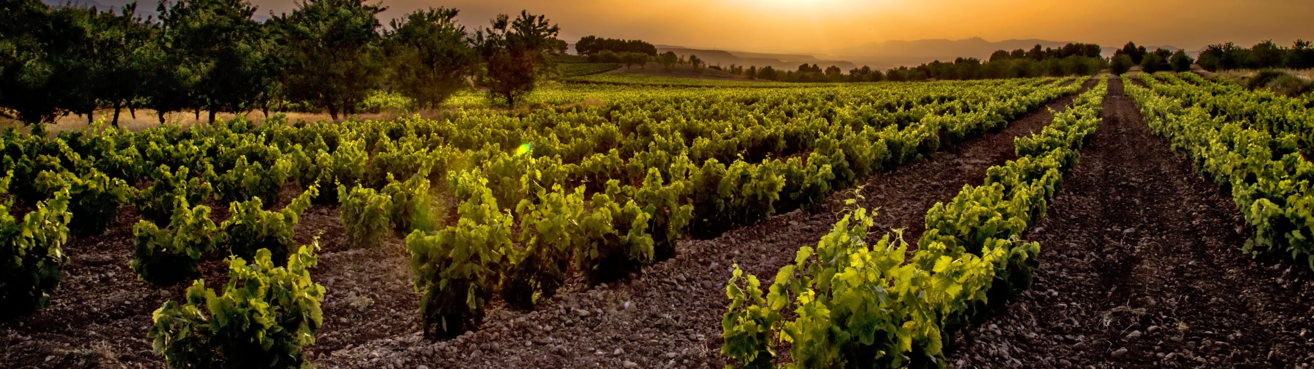Bodegas Aradón