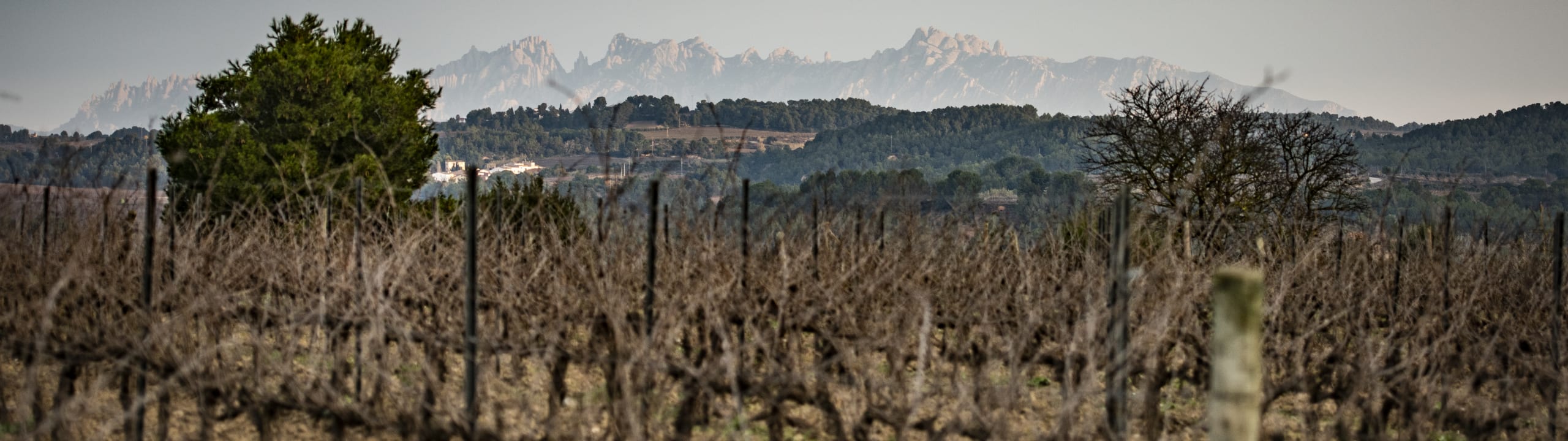 Raventós i Blanc