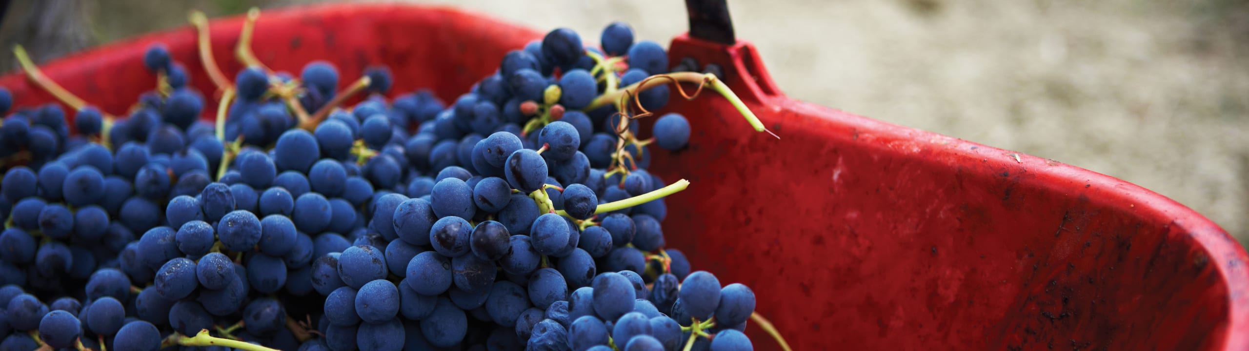 Boutinot Wines
