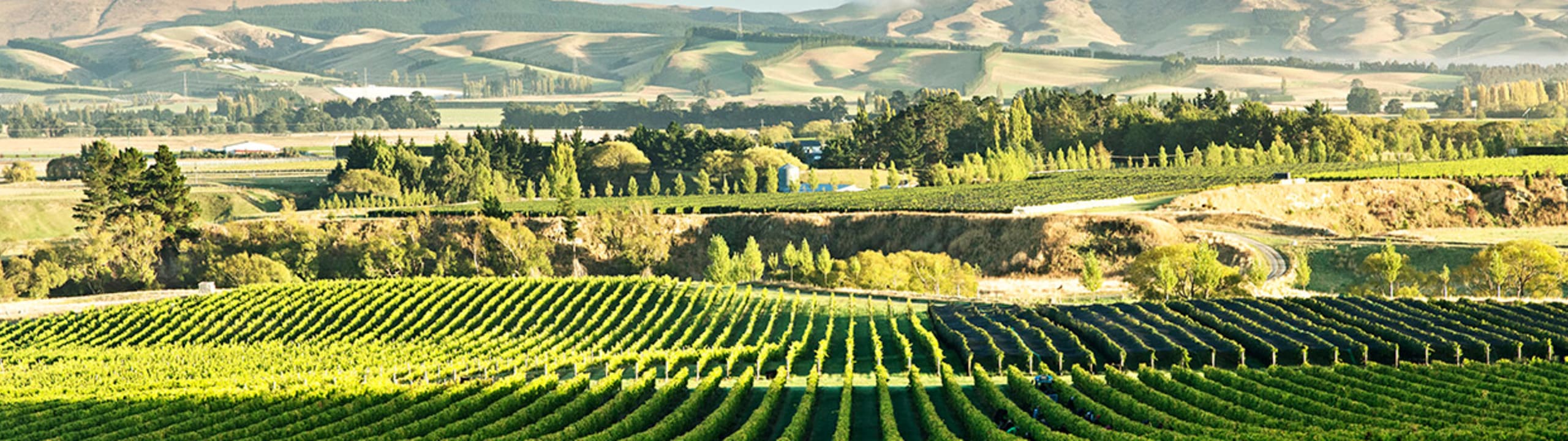 Greystone Wines