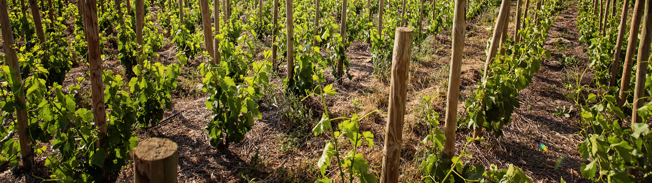 Olifantsberg Family Vineyards