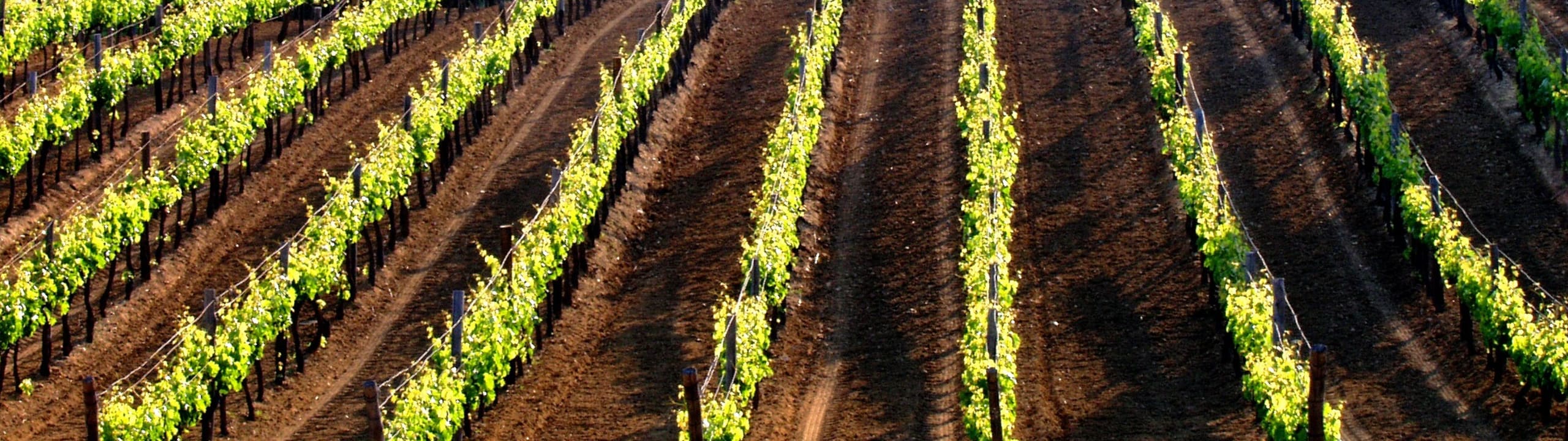 Tsantali Winery
