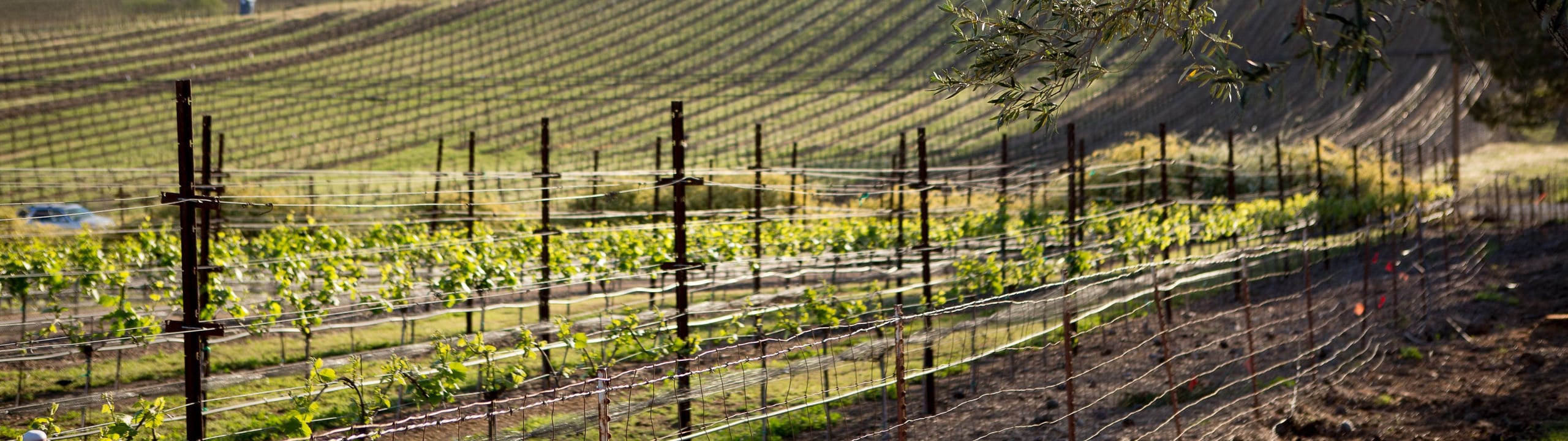 Carneros Creek - USA