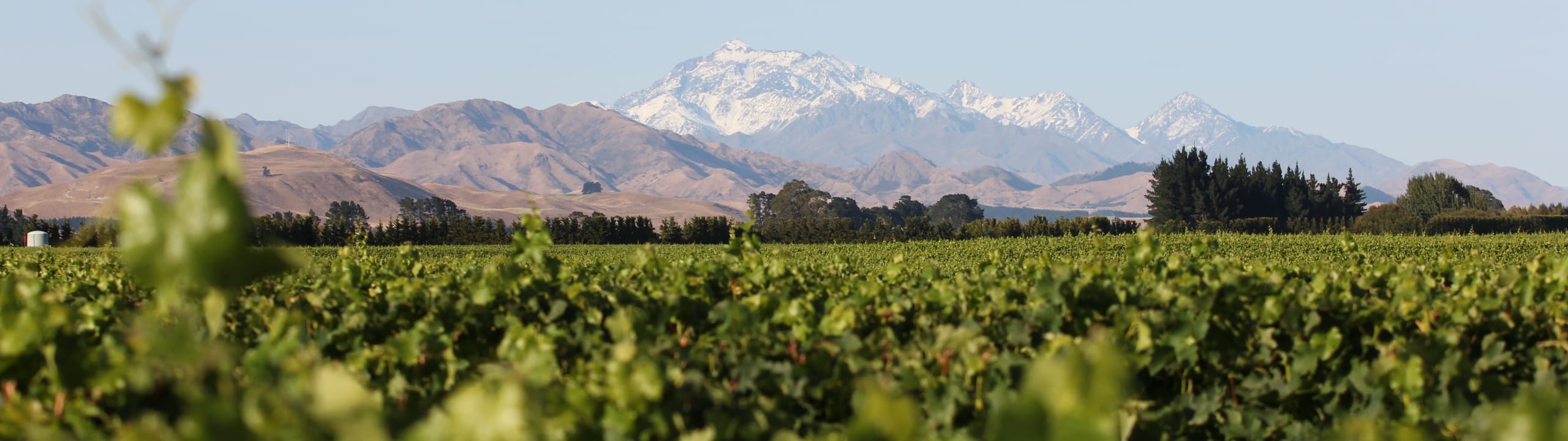 New Zealand Winegrowers