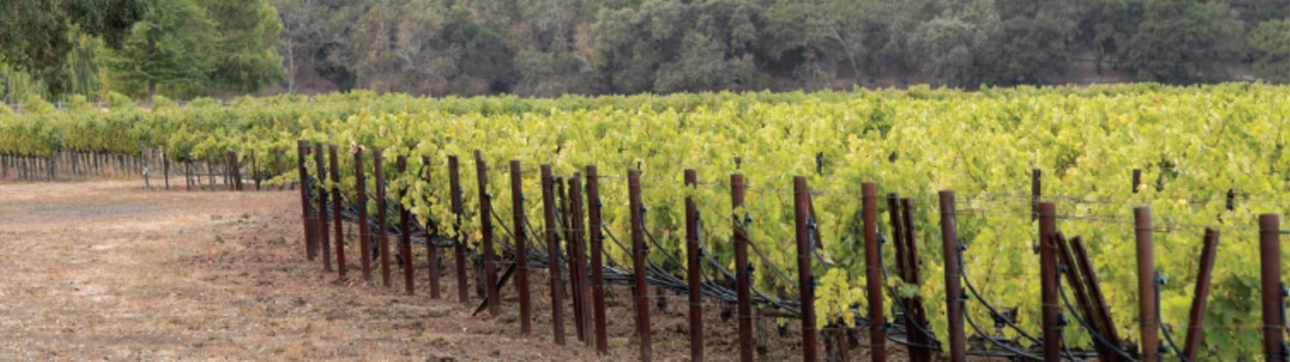 Schrader Cellars