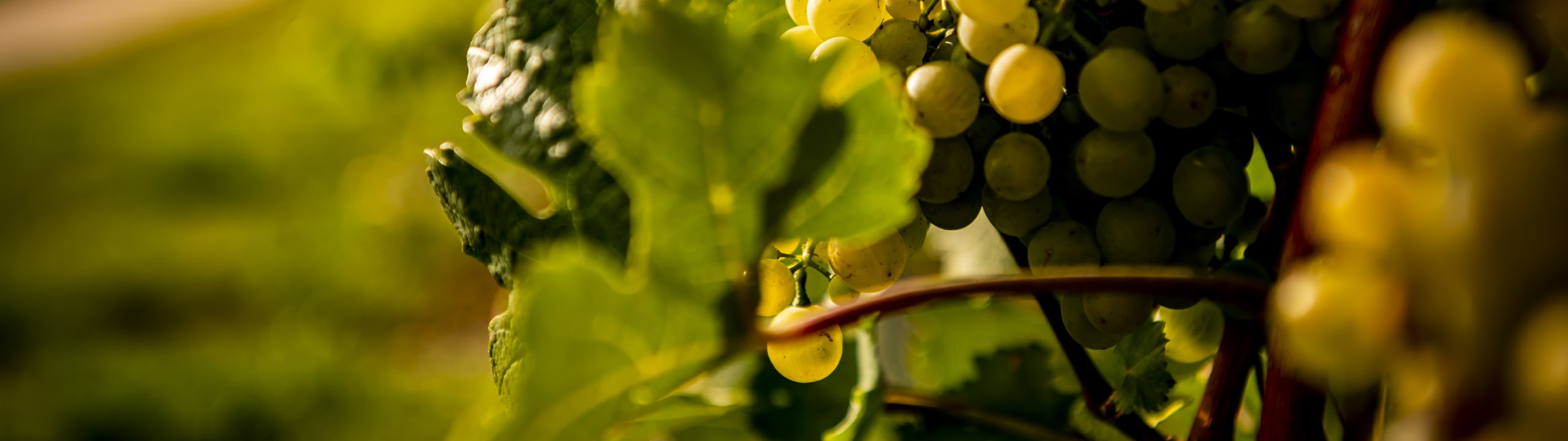 Weingut Beyer Röschitz
