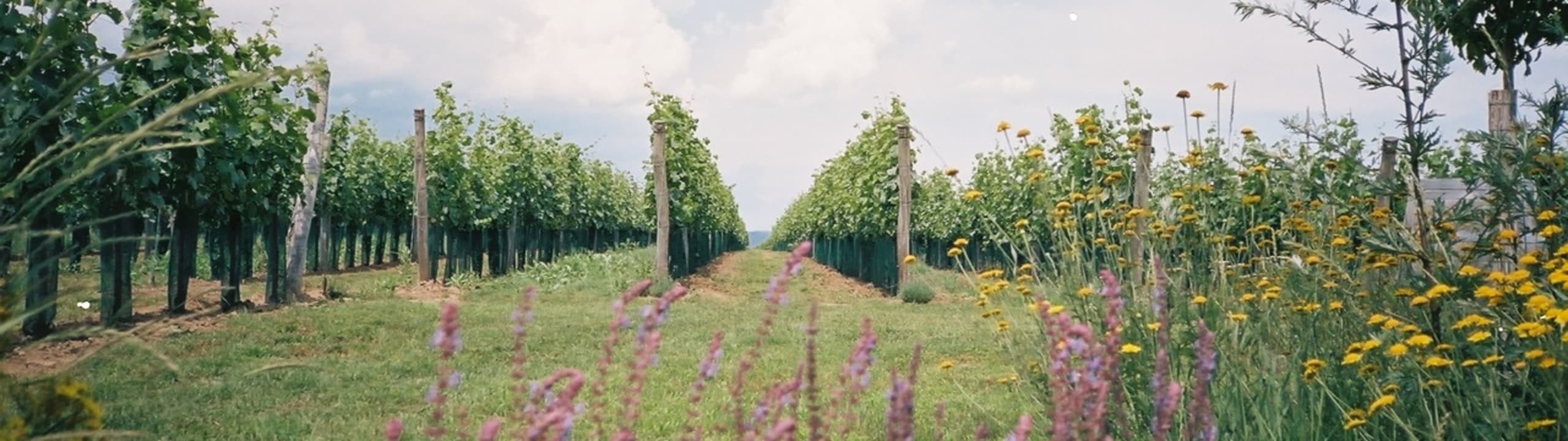 Weingut Christoph Edelbauer