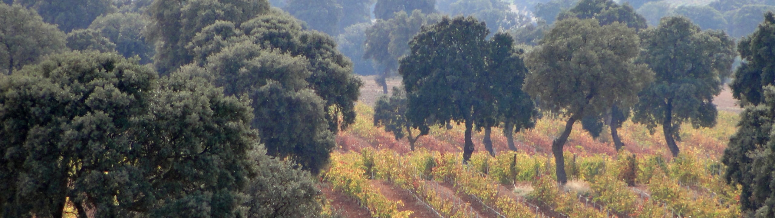 Peninsula Vinicultores, S.L.
