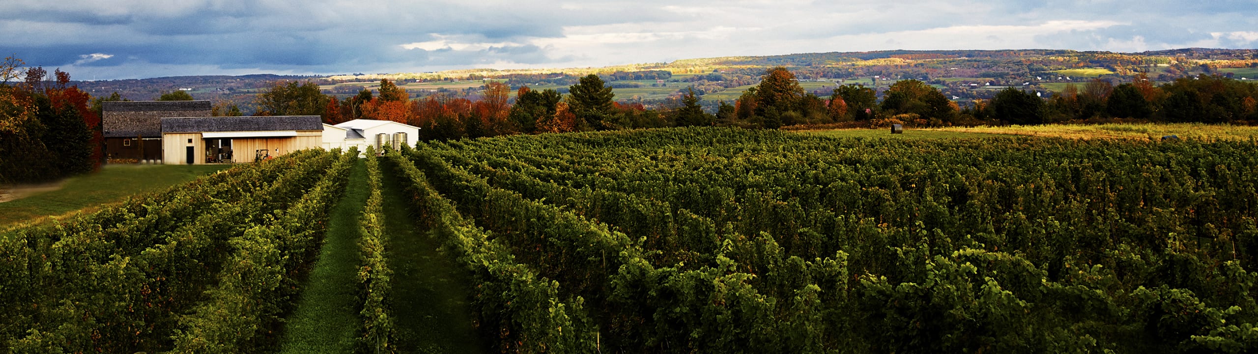 Hermann J. Wiemer Vineyard