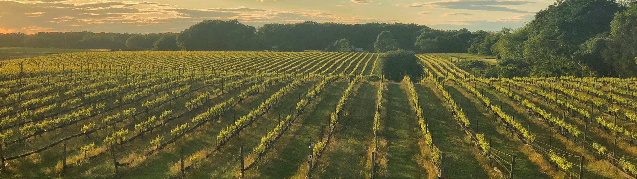 Paumanok Vineyards