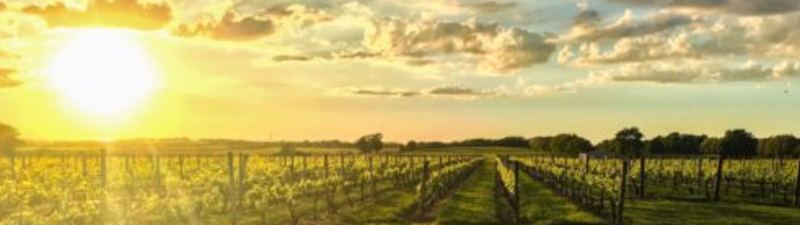 Palmer Vineyards