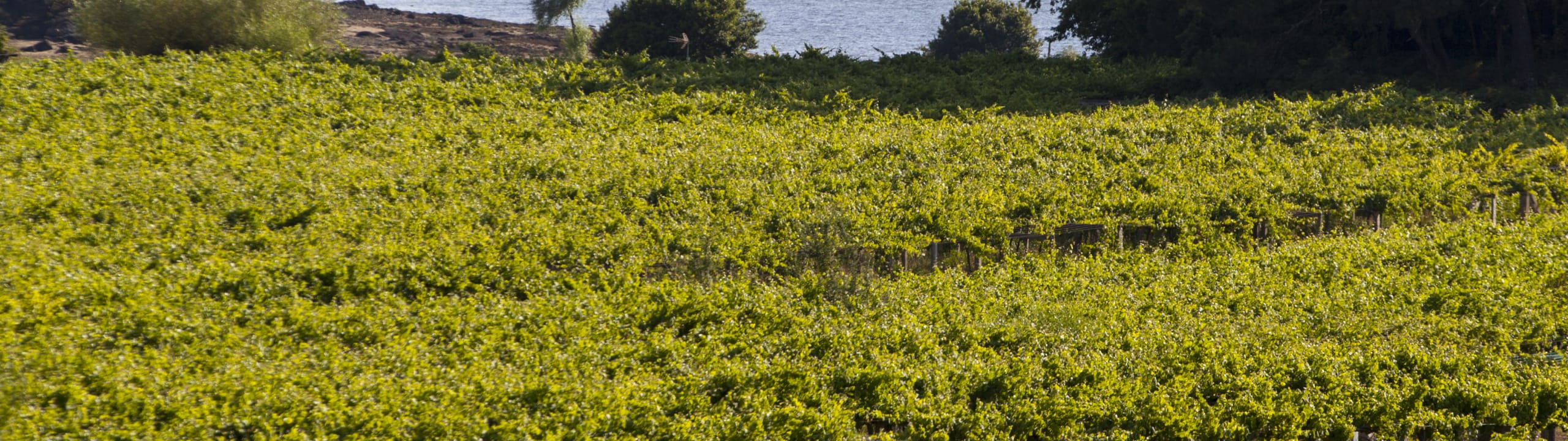 RIAS BAIXAS WINES - ALBARIÑO