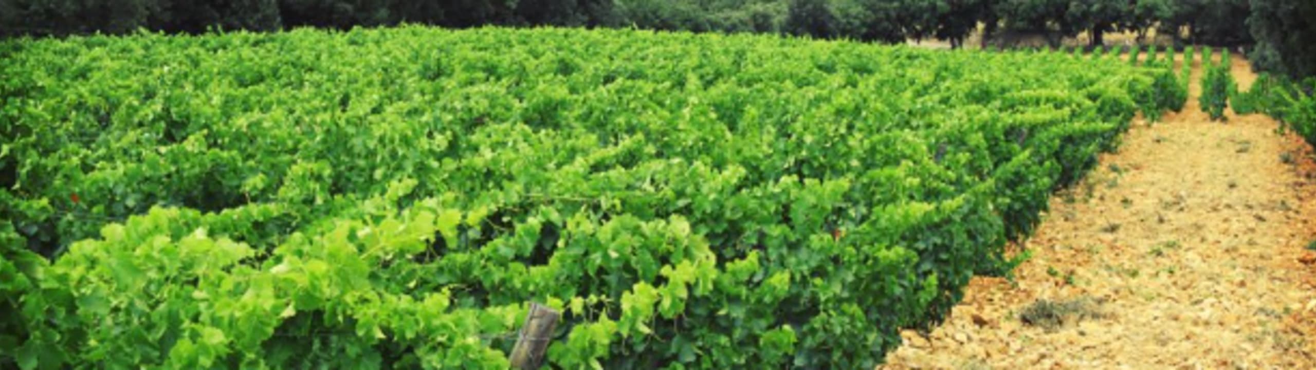 Château Bas d'Aumelas