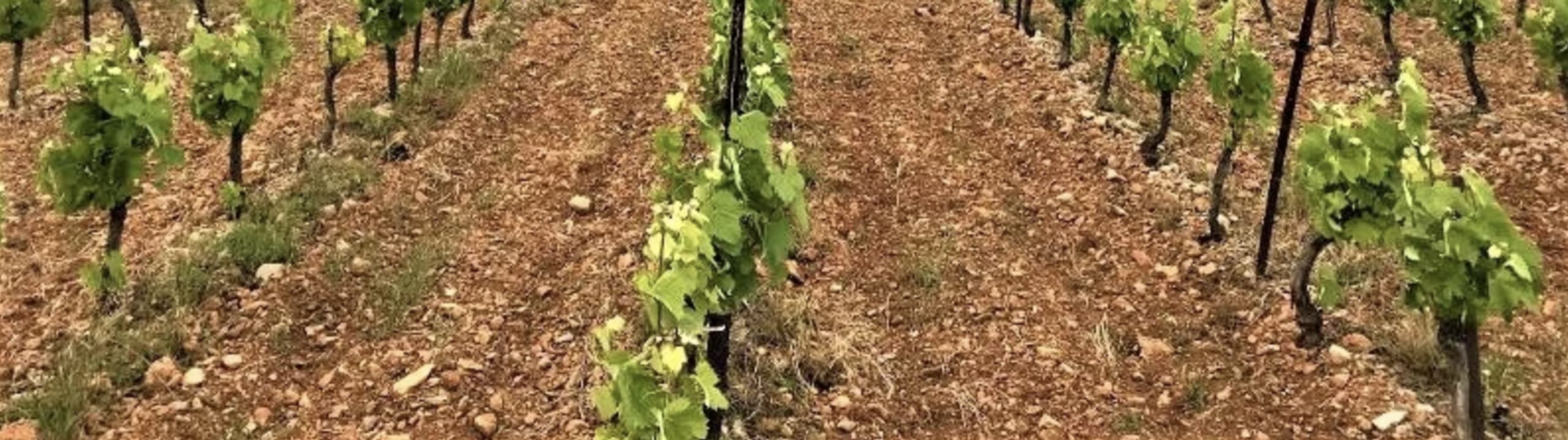 DOMAINE LA MELODIE DE L'AME