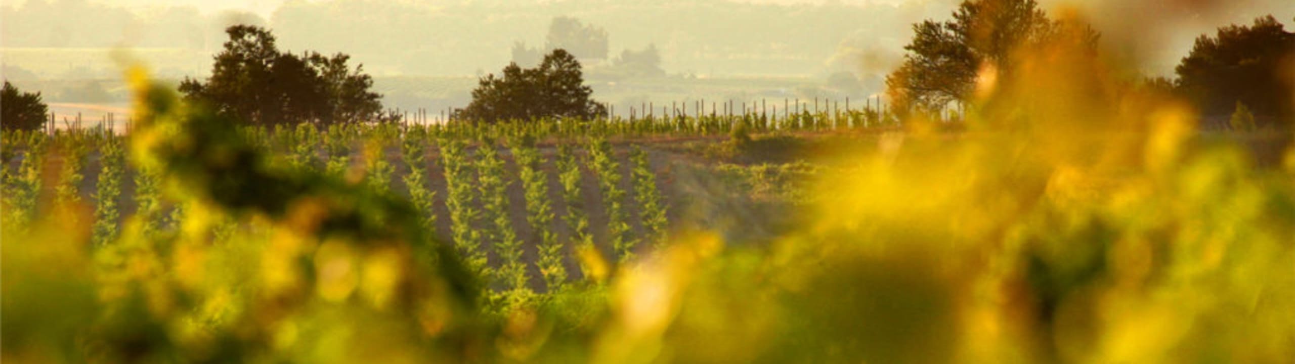 Domaine Coste-Moynier