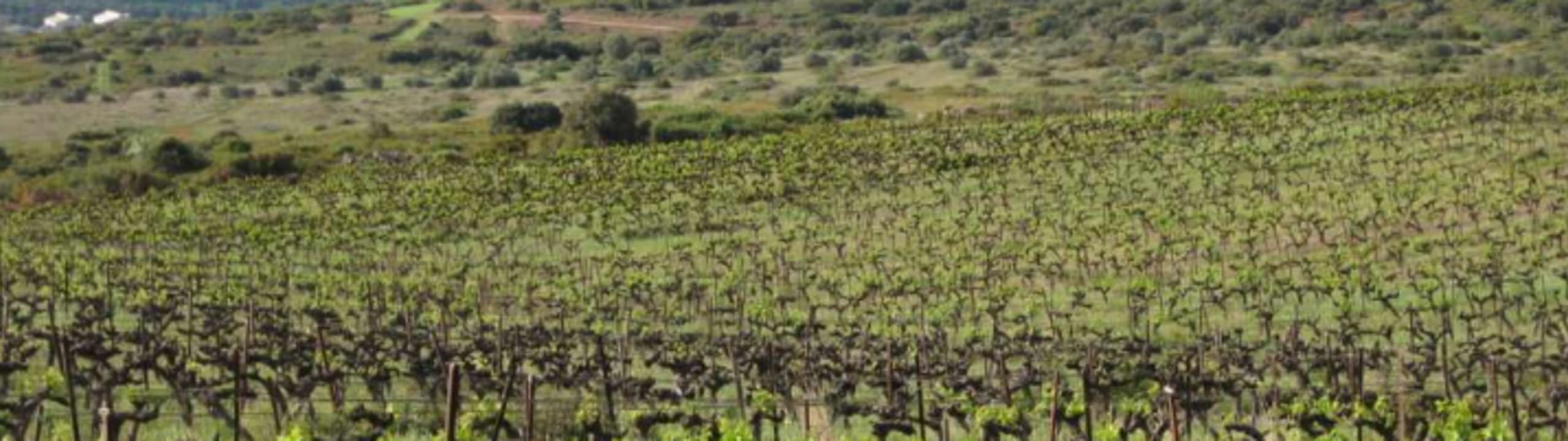 Domaine Terre Mégère