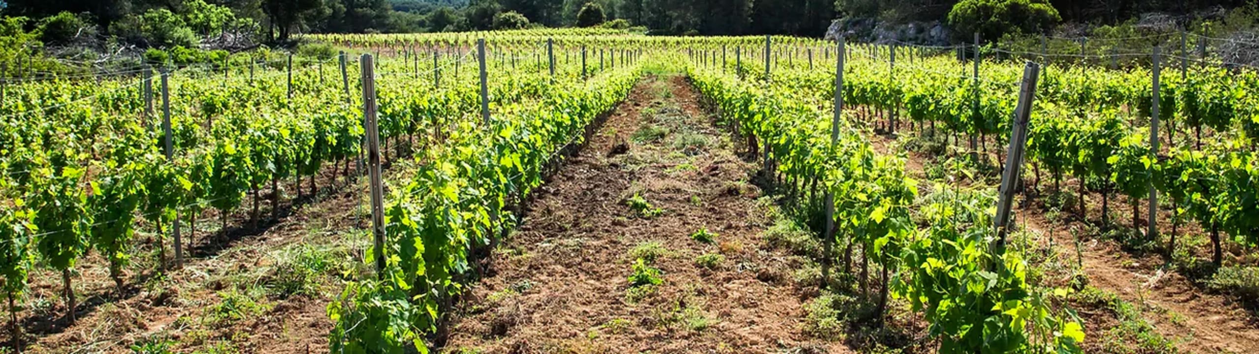 Domaine de Campaucels