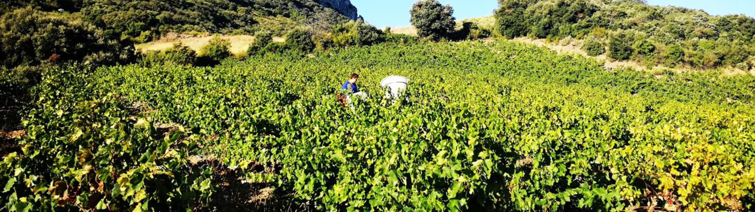 LES CAVES DU ROUSSILLON