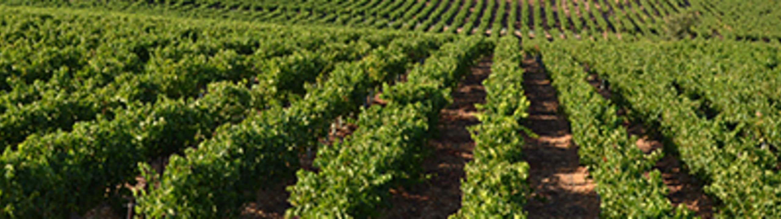 Les vignerons du Chevalier Georges