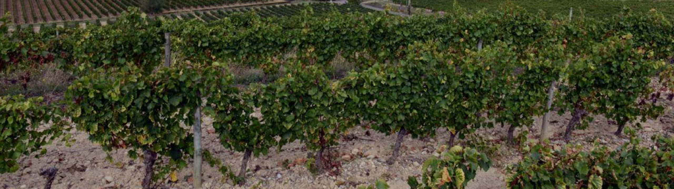 domaine mauzac