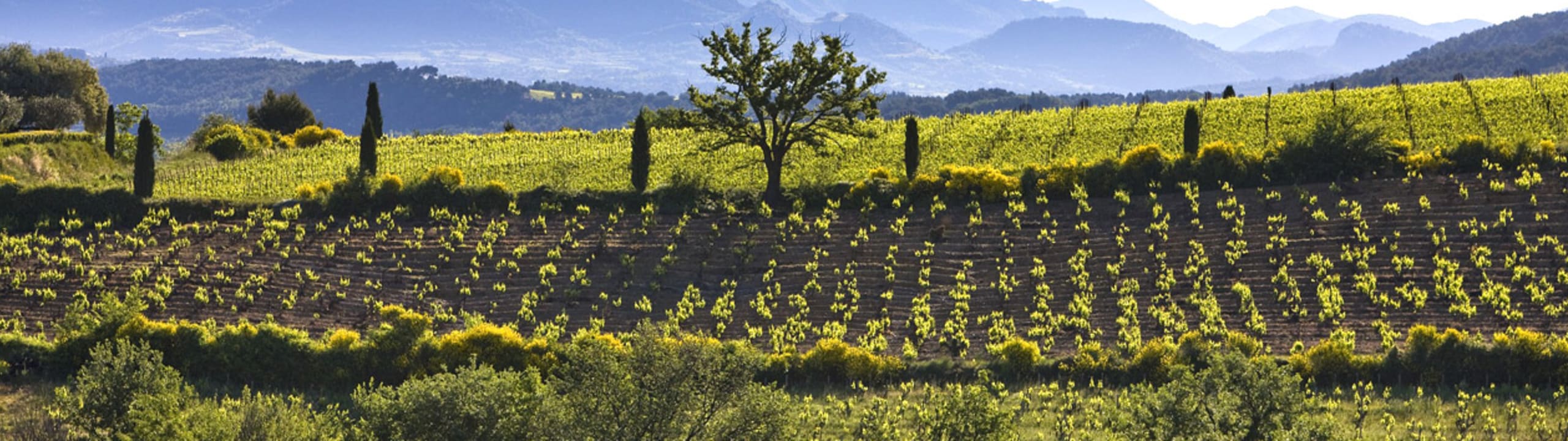 Ambiance Rhône Terroirs
