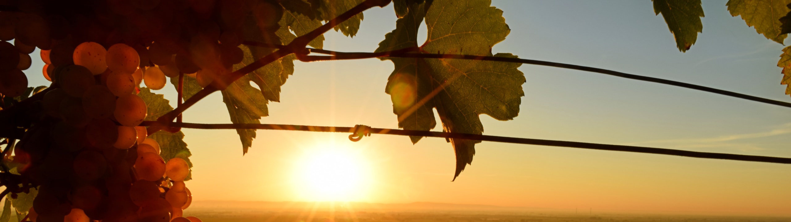 Rietburg Winzergenossenschaft