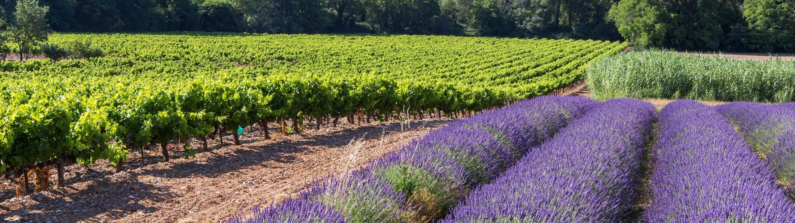 Côtes du Rhône